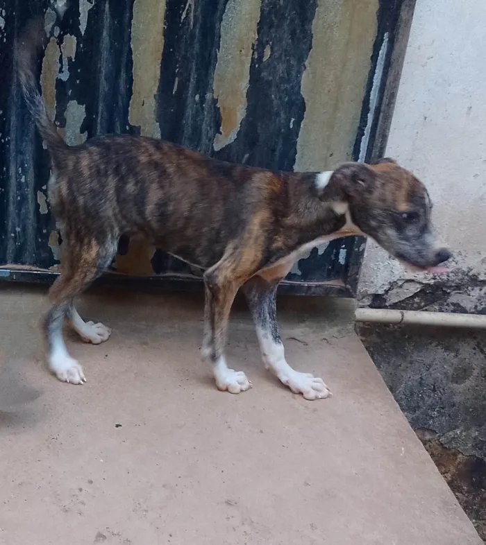 Cachorro ra a SRD-ViraLata idade 2 a 6 meses nome Kira