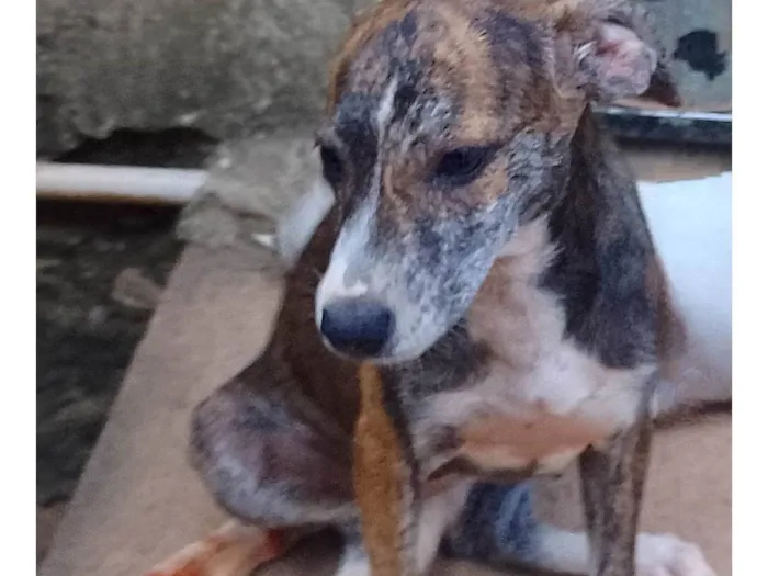 Cachorro ra a SRD-ViraLata idade 2 a 6 meses nome Kira