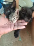 Gatinhos
