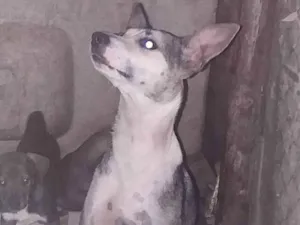 Cachorro raça  idade 7 a 11 meses nome Mel