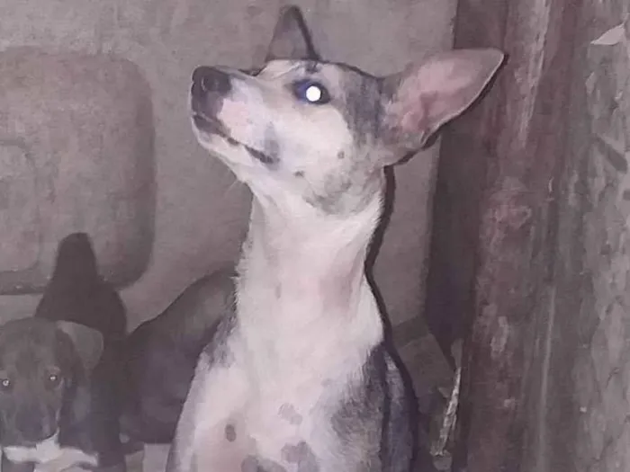 Cachorro ra a  idade 7 a 11 meses nome Mel