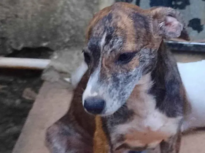 Cachorro ra a SRD-ViraLata idade 2 a 6 meses nome Kira