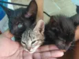 Gatinhos