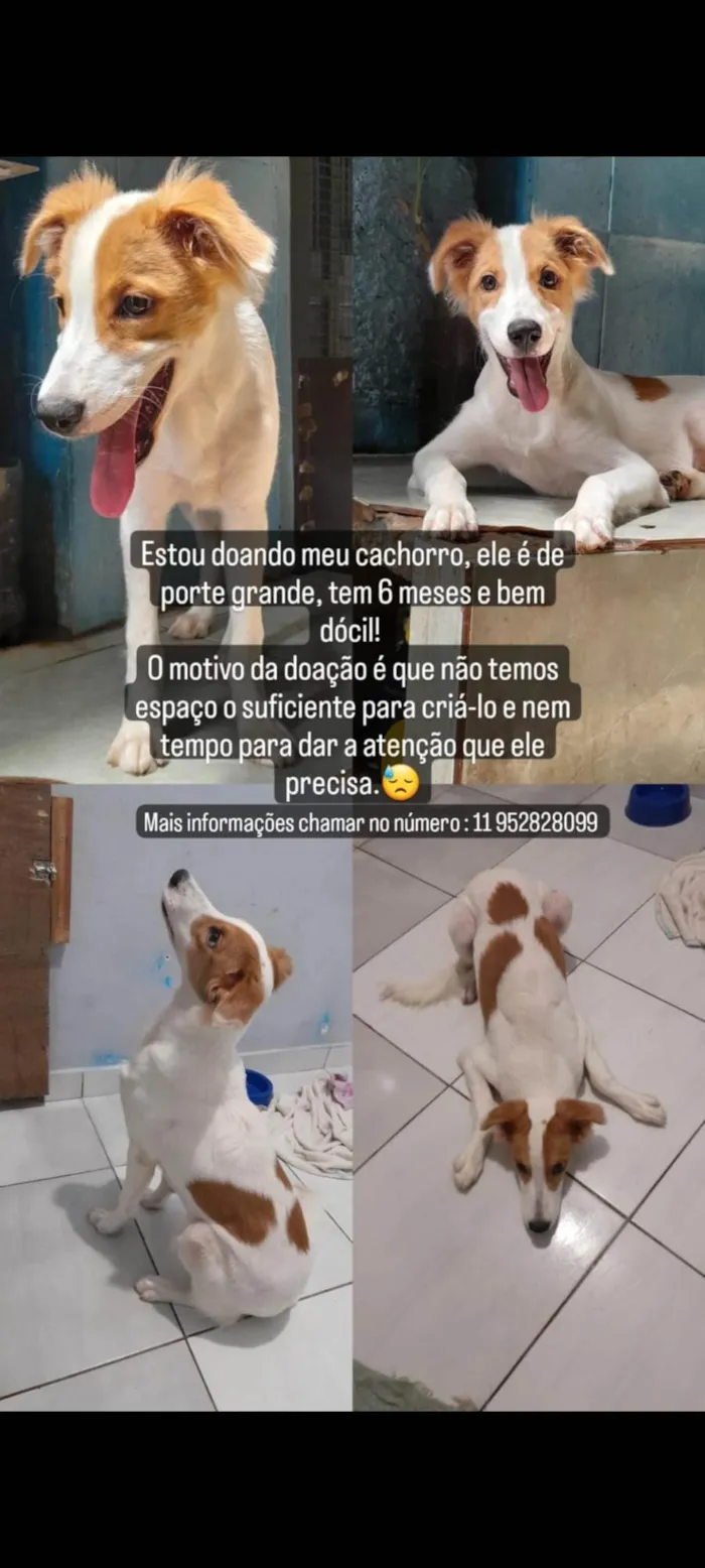 Cachorro ra a Vira lata idade 7 a 11 meses nome Lupy