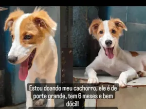 Cachorro raça Vira lata idade 7 a 11 meses nome Lupy