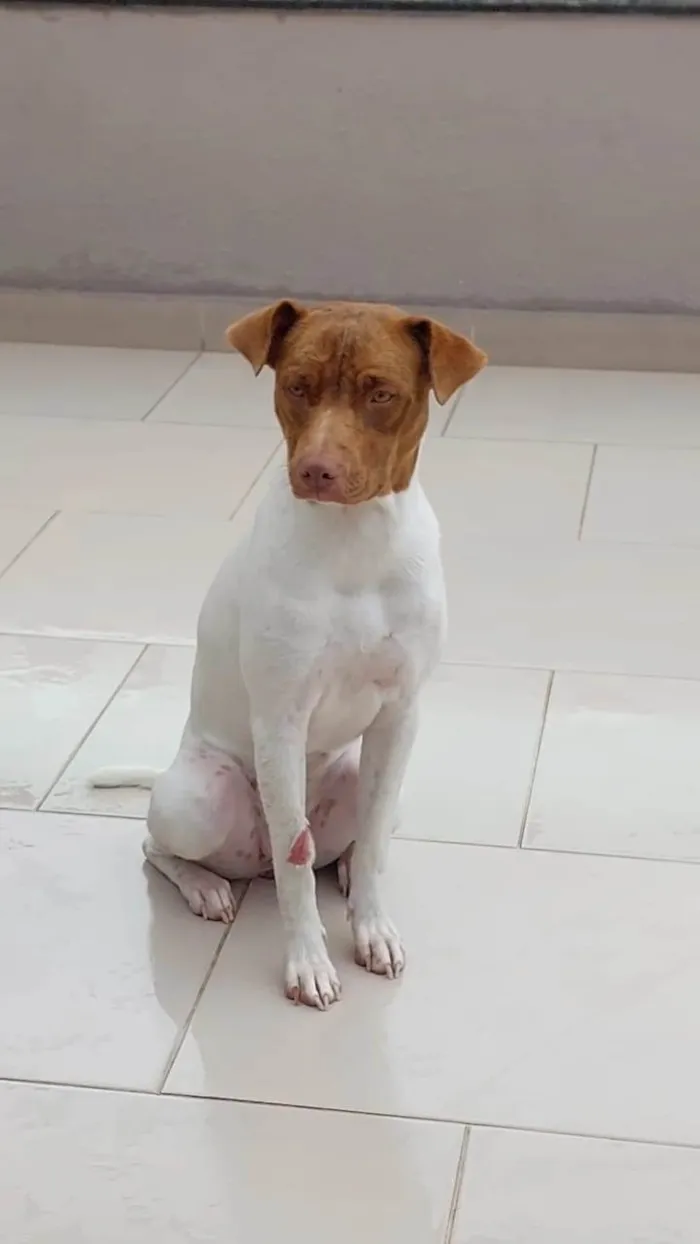 Cachorro ra a Bitbul idade 7 a 11 meses nome Hope
