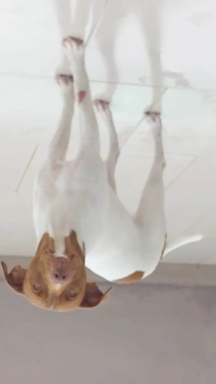 Cachorro ra a Bitbul idade 7 a 11 meses nome Hope