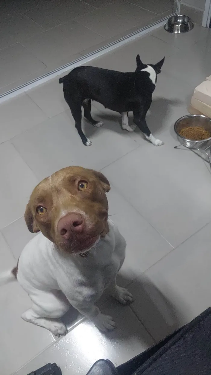 Cachorro ra a Bitbul idade 7 a 11 meses nome Hope