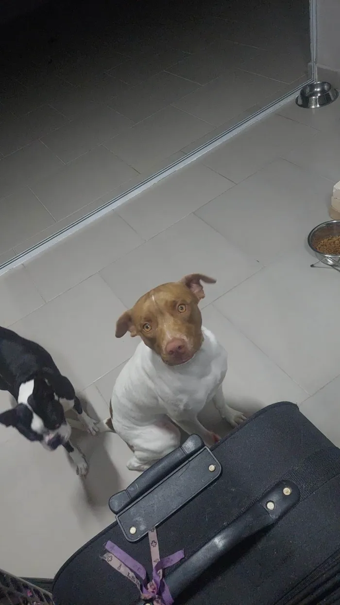Cachorro ra a Bitbul idade 7 a 11 meses nome Hope