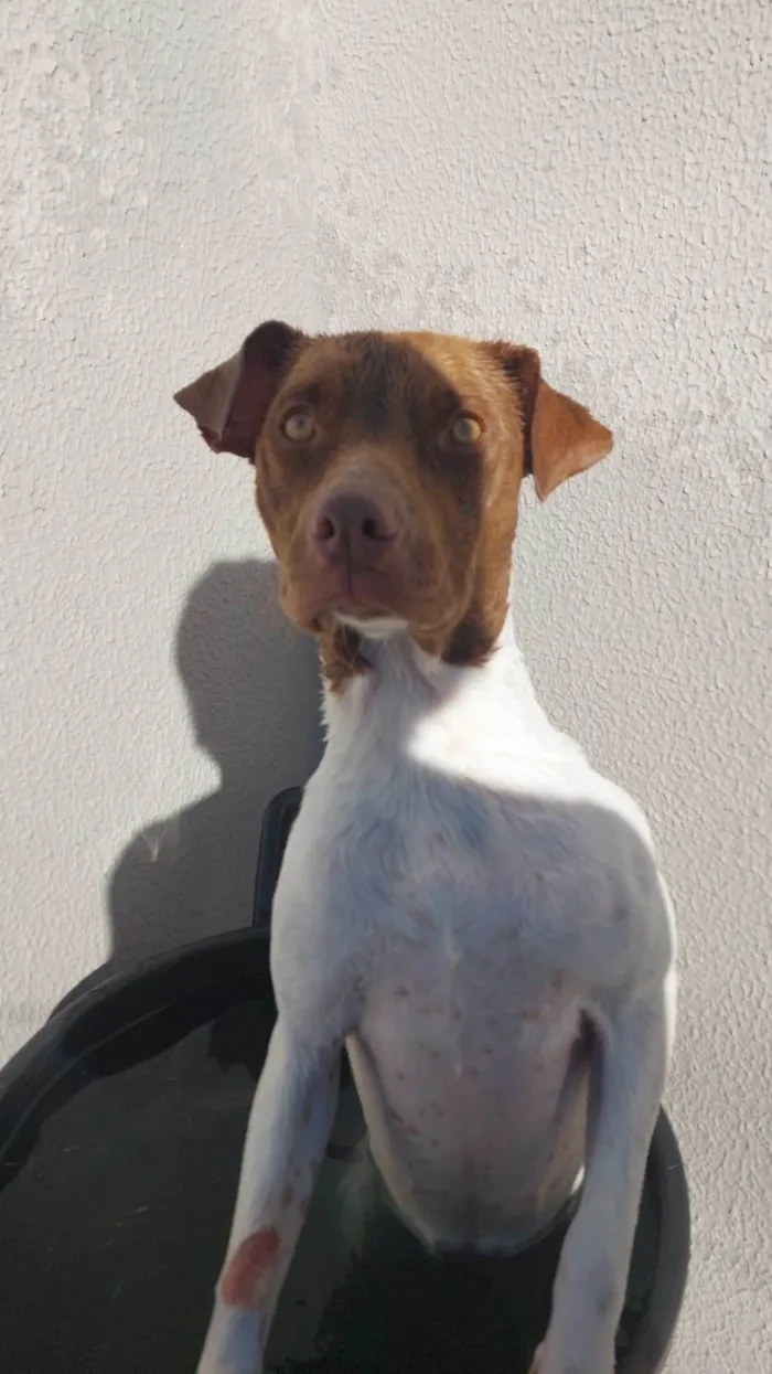 Cachorro ra a Bitbul idade 7 a 11 meses nome Hope