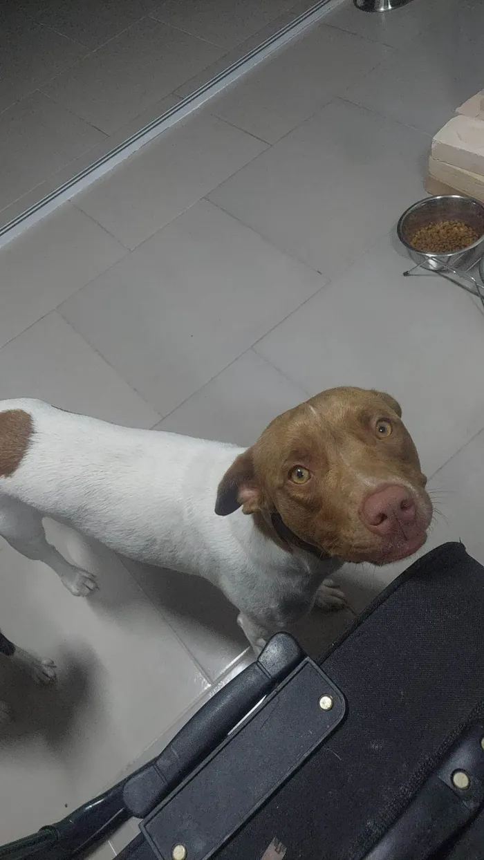 Cachorro ra a Bitbul idade 7 a 11 meses nome Hope