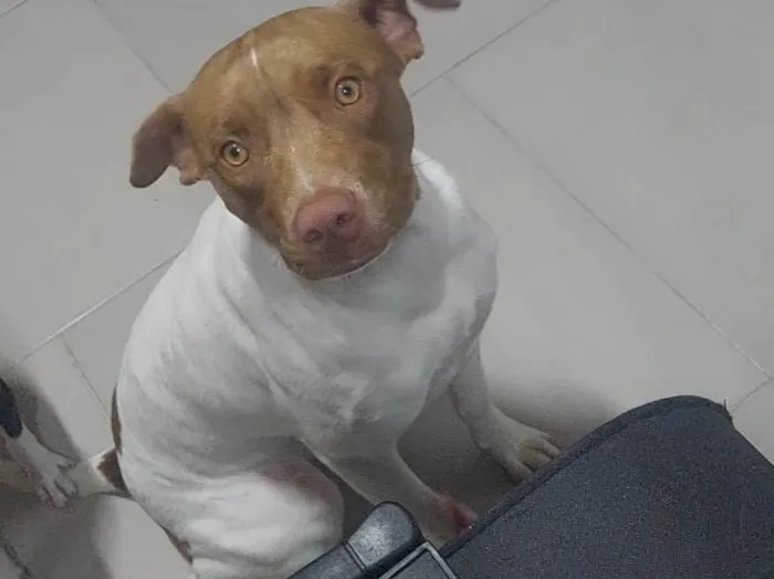 Cachorro ra a Bitbul idade 7 a 11 meses nome Hope