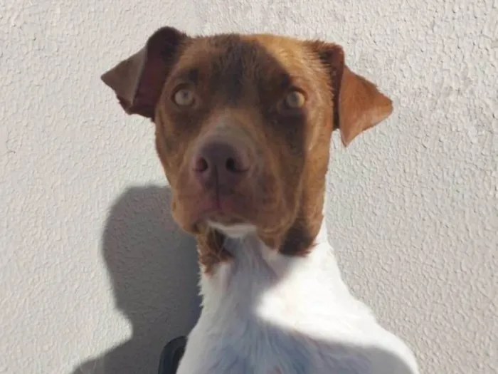 Cachorro ra a Bitbul idade 7 a 11 meses nome Hope