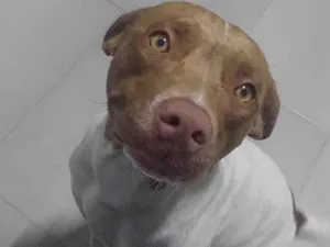 Cachorro raça Bitbul idade 7 a 11 meses nome Hope