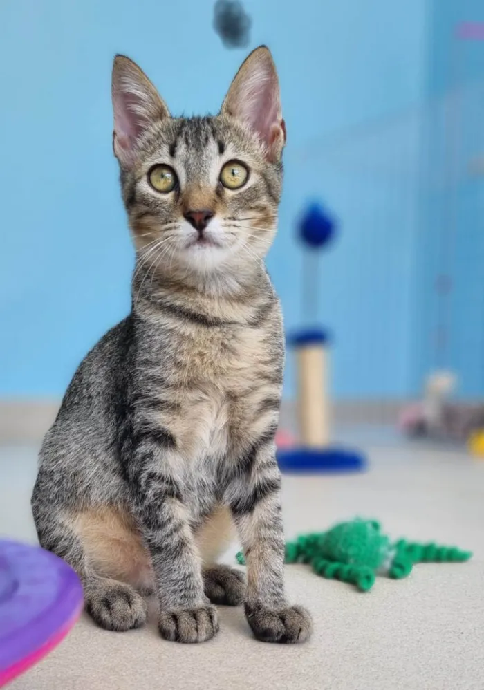 Gato ra a srd tigradinho idade 2 a 6 meses nome ROMEO