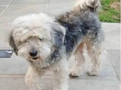 Cachorro raça POODLE/LHASA idade 5 anos nome POODLE MENINA