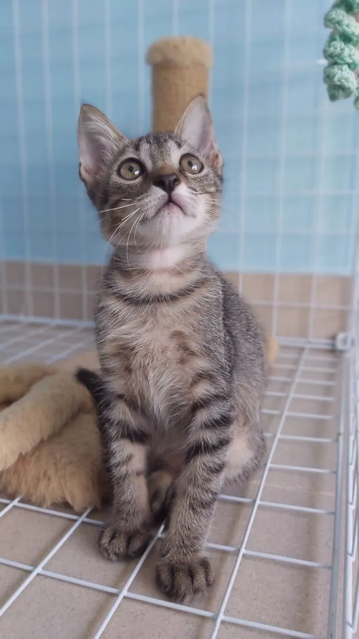 Gato ra a srd tigradinho idade 2 a 6 meses nome ROMEO