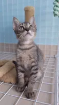 ROMEO