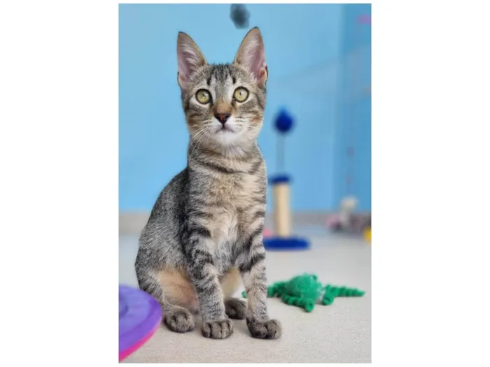 Gato ra a srd tigradinho idade 2 a 6 meses nome ROMEO