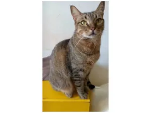 Gato raça Srd idade 2 anos nome Nala