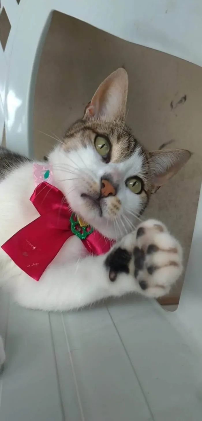 Gato ra a Srd idade 2 anos nome Iris