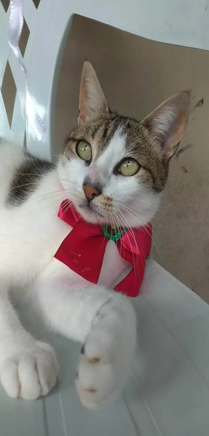 Gato ra a Srd idade 2 anos nome Iris