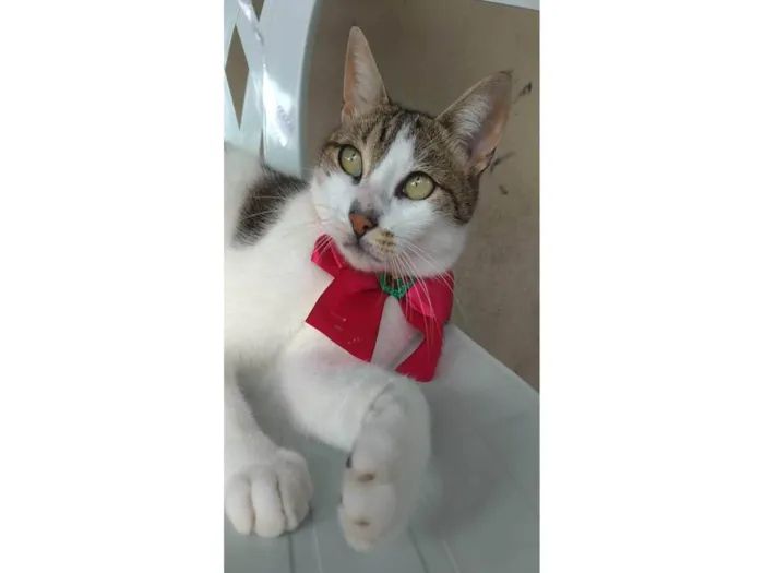 Gato ra a Srd idade 2 anos nome Iris