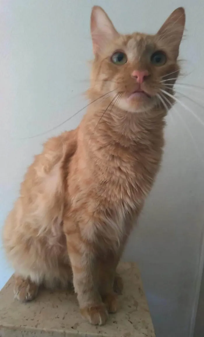Gato ra a Srd idade 2 anos nome Ben 