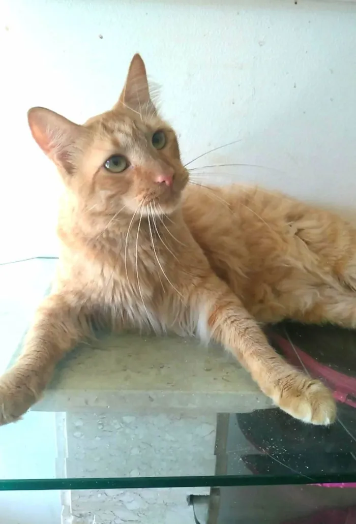 Gato ra a Srd idade 2 anos nome Ben 