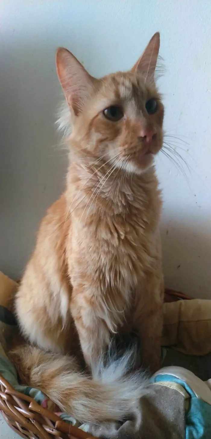 Gato ra a Srd idade 2 anos nome Ben 