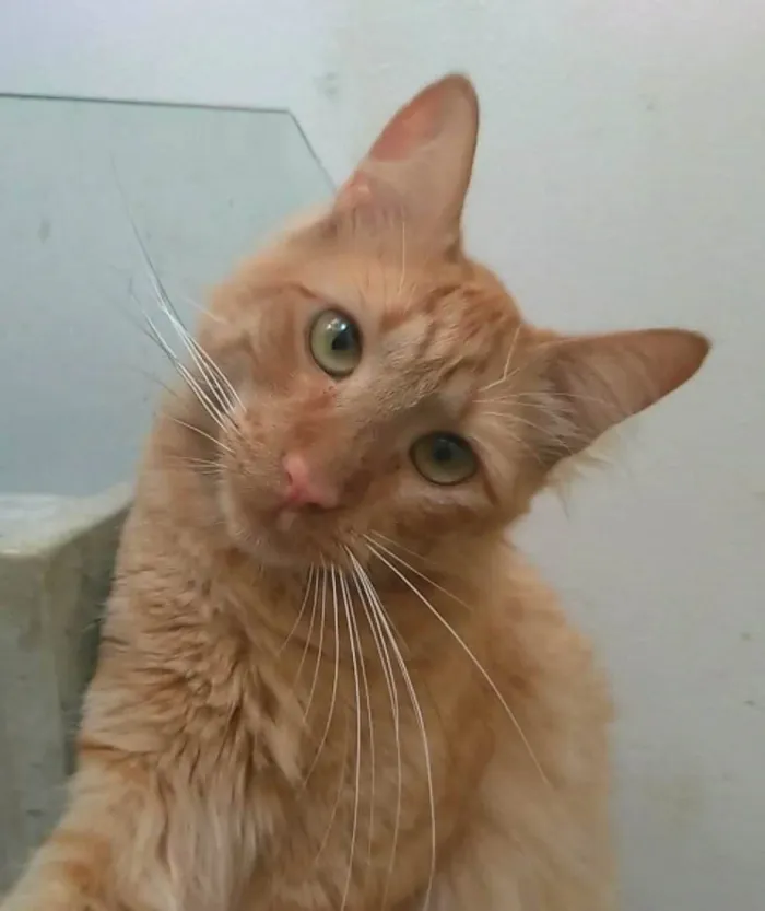 Gato ra a Srd idade 2 anos nome Ben 