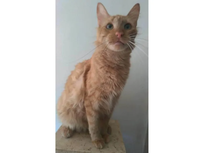 Gato ra a Srd idade 2 anos nome Ben 