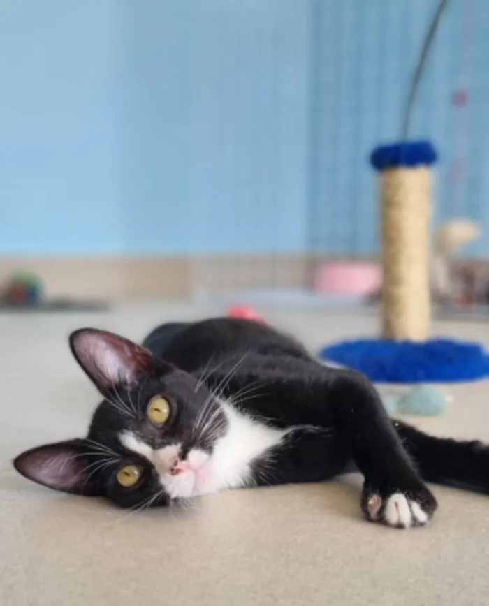 Gato ra a Srd idade 2 a 6 meses nome Asher