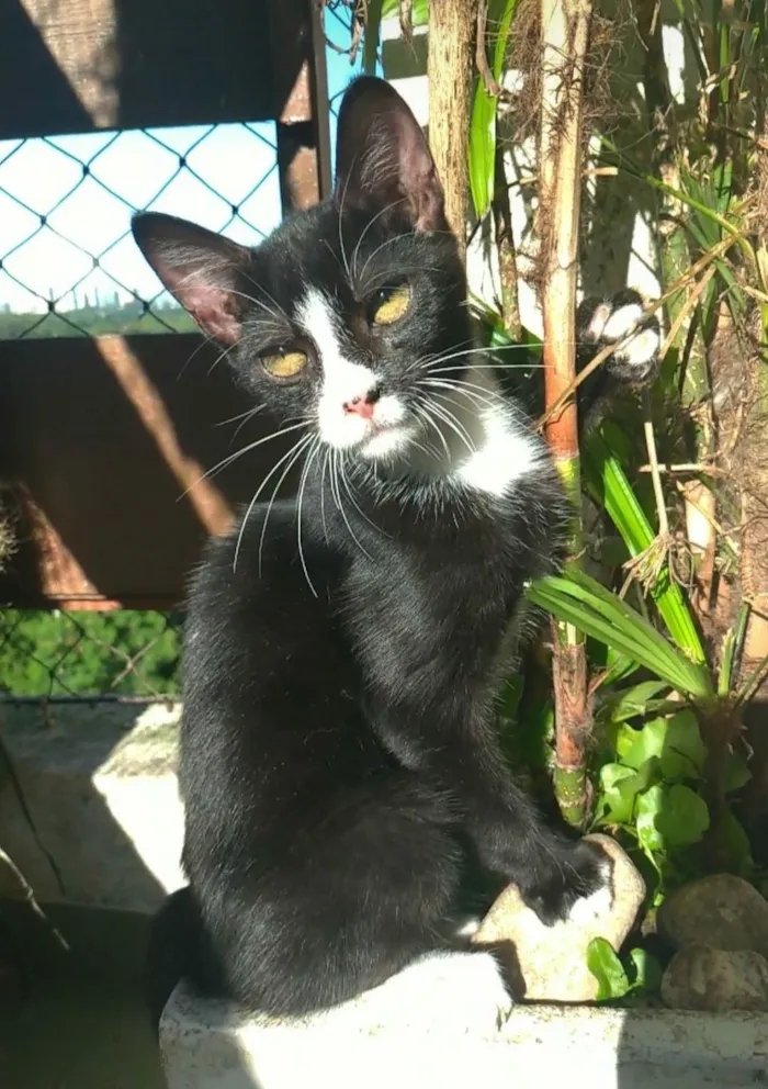 Gato ra a Srd idade 2 a 6 meses nome Asher