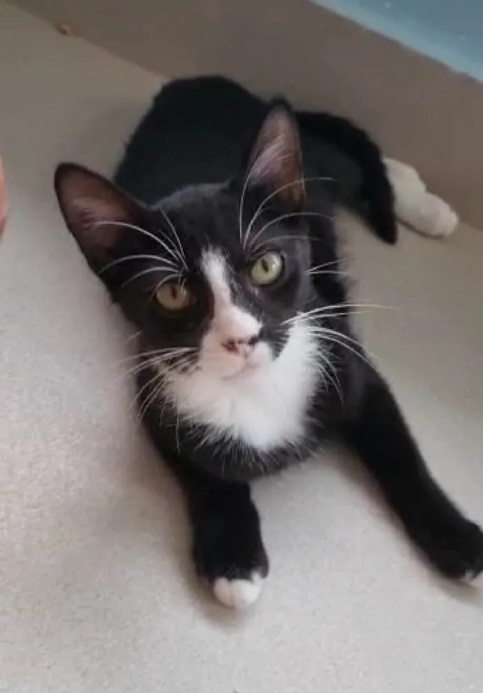 Gato ra a Srd idade 2 a 6 meses nome Asher