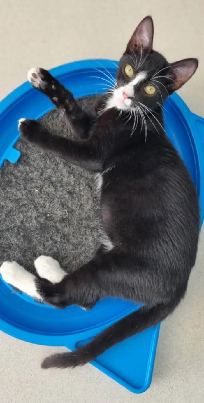 Gato ra a Srd idade 2 a 6 meses nome Asher
