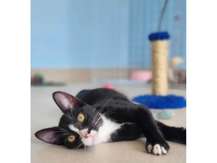 Gato ra a Srd idade 2 a 6 meses nome Asher