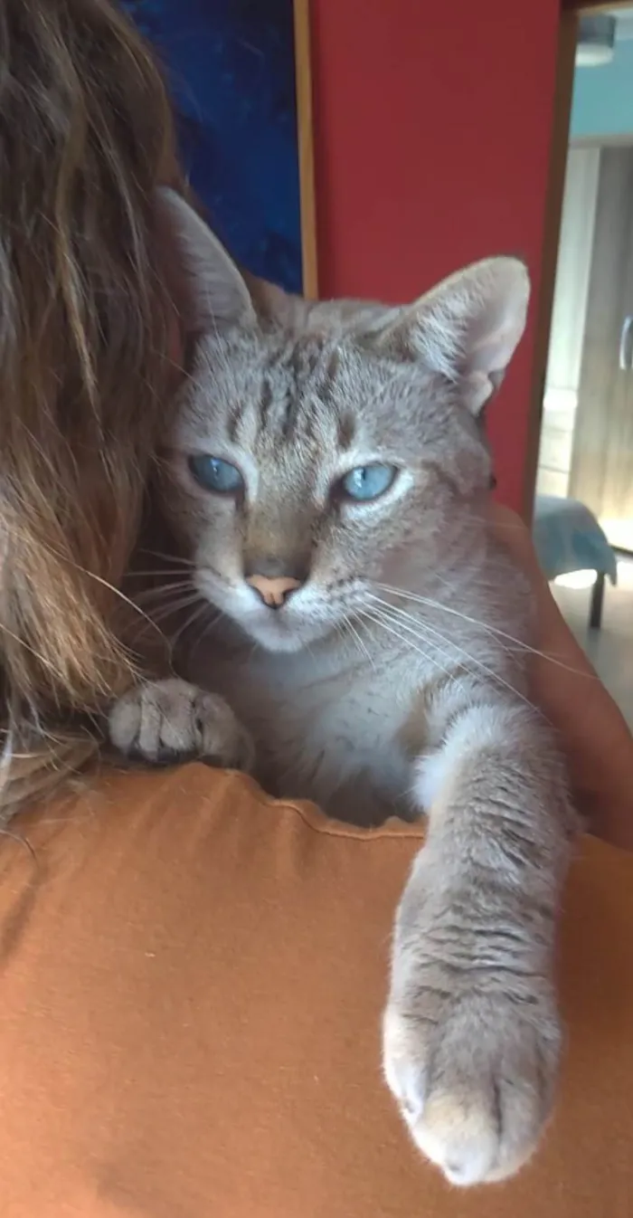 Gato ra a Srd idade 1 ano nome Petit 