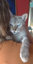 Petit