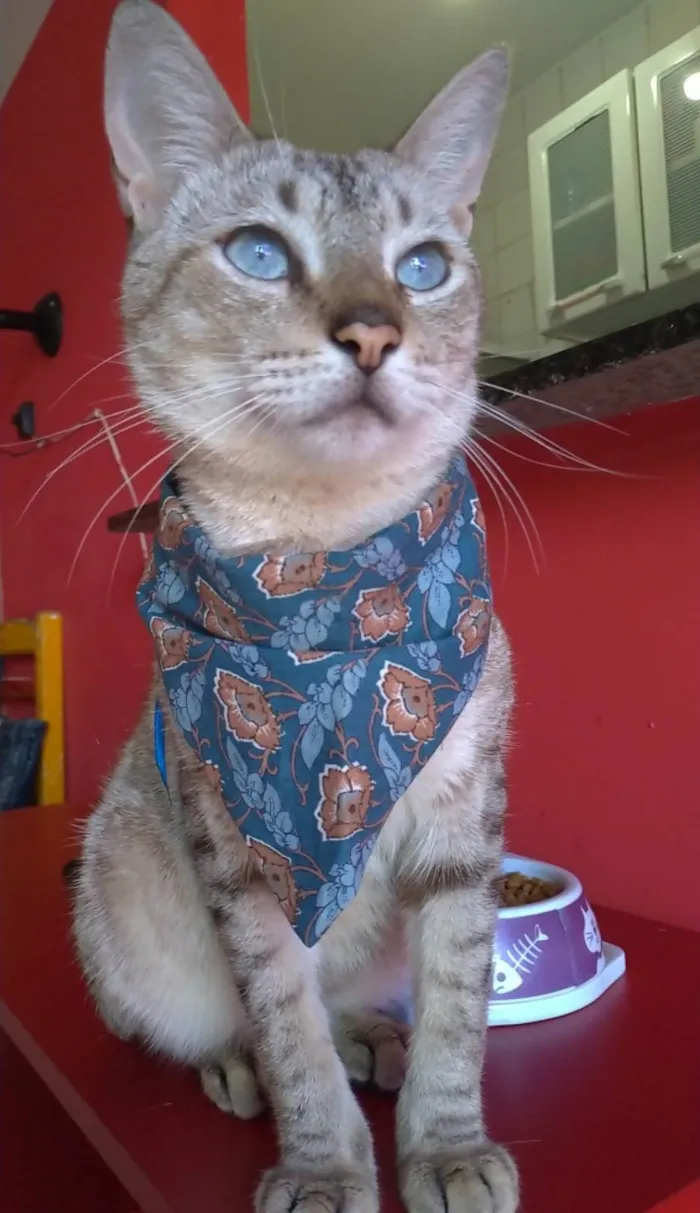 Gato ra a Srd idade 1 ano nome Petit 
