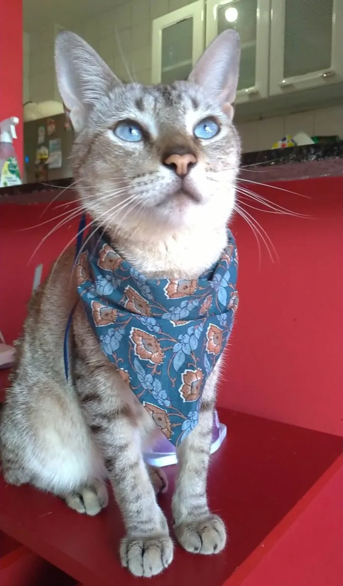 Gato ra a Srd idade 1 ano nome Petit 