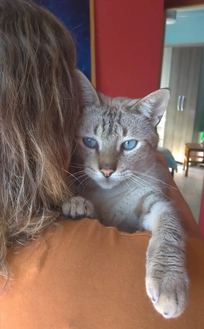 Gato ra a Srd idade 1 ano nome Petit 