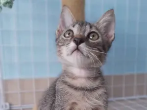 Gato raça srd tigradinho idade 2 a 6 meses nome ROMEO