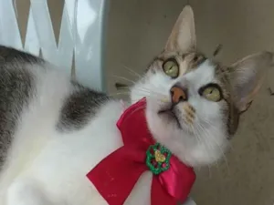 Gato raça Srd idade 2 anos nome Iris