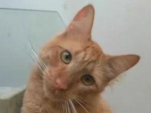 Gato raça Srd idade 2 anos nome Ben 