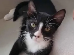 Gato raça Srd idade 2 a 6 meses nome Asher