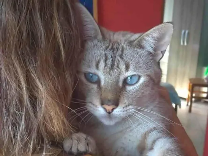Gato ra a Srd idade 1 ano nome Petit 