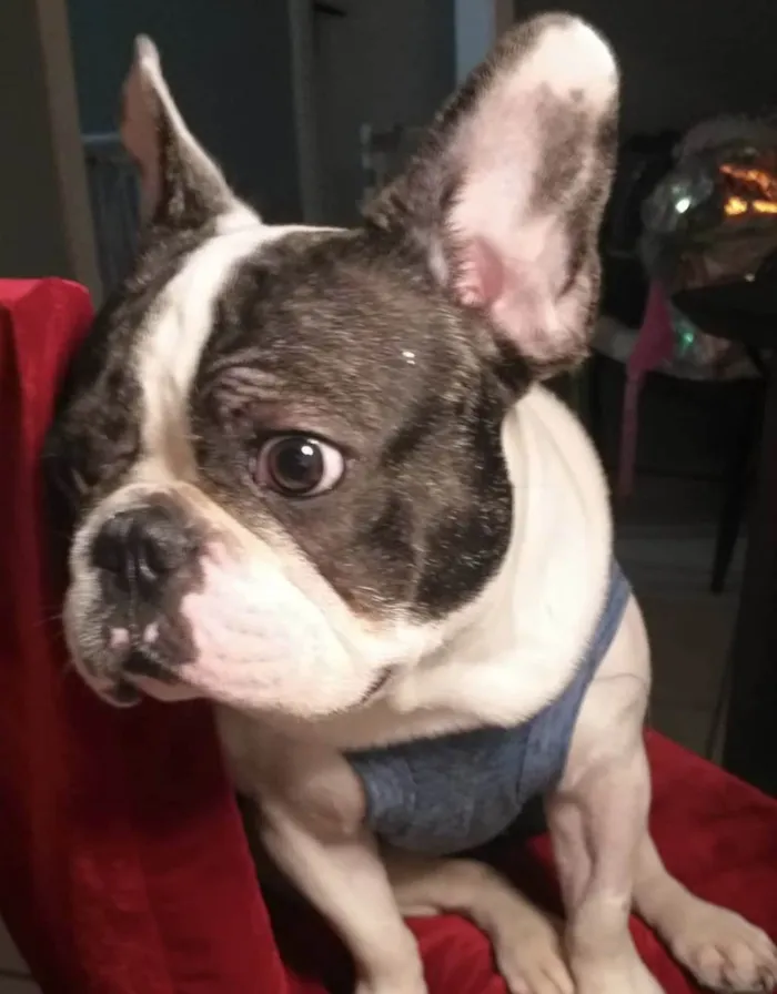 Cachorro ra a Buldogue francês  idade 2 anos nome Nick