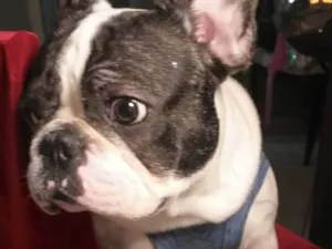 Cachorro raça Buldogue francês  idade 2 anos nome Nick