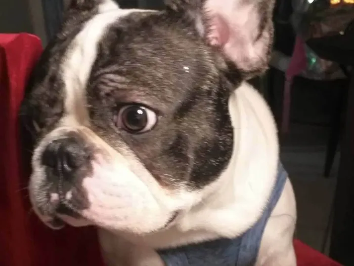 Cachorro ra a Buldogue francês  idade 2 anos nome Nick